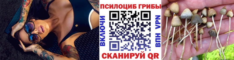мега Светлогорск Галлюциногенные грибы Psilocybine cubensis закладки